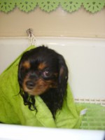 /album/quelques-photos-/toilettage-mes-chiens-030-jpg/